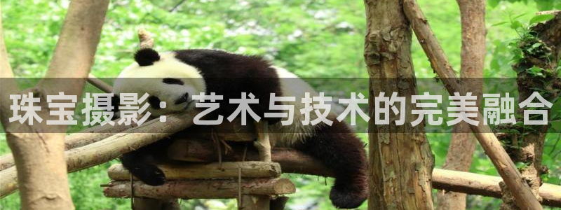 新宝5登录网址：珠宝摄影：艺术与技术的完美融合