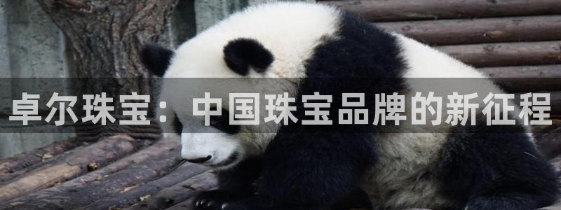 新宝5 - 测速登陆：卓尔珠宝：中国珠宝品牌的新征程